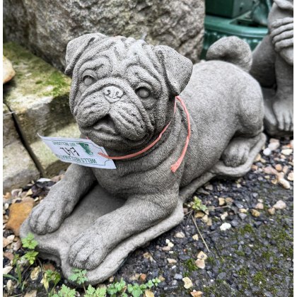 Playful Pug Playful Pug